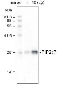 PIP2;7 | Plasma membrane aquaporin, N-terminal in the group Antibodies Plant/Algal  / Membrane Transport System / Plasma membrane at Agrisera AB (Antibodies for research) (AS09 469)